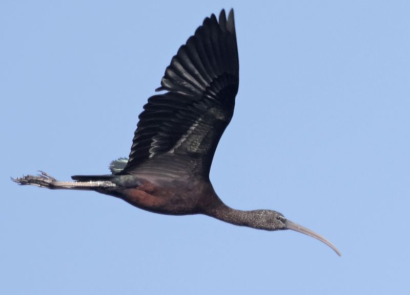 Ibis falcinelle