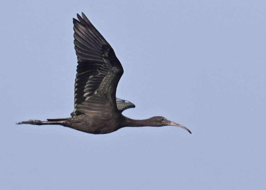 Ibis falcinelle