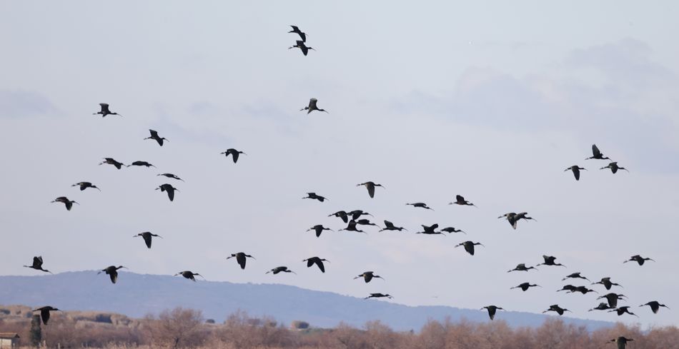 Ibis falcinelles