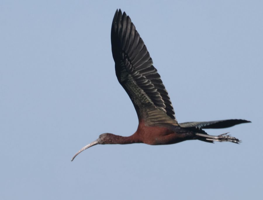 Ibis falcinelles