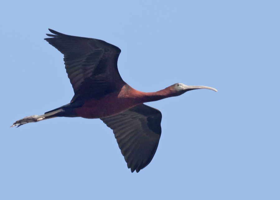 Ibis falcinelle