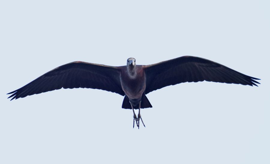 Ibis falcinelles