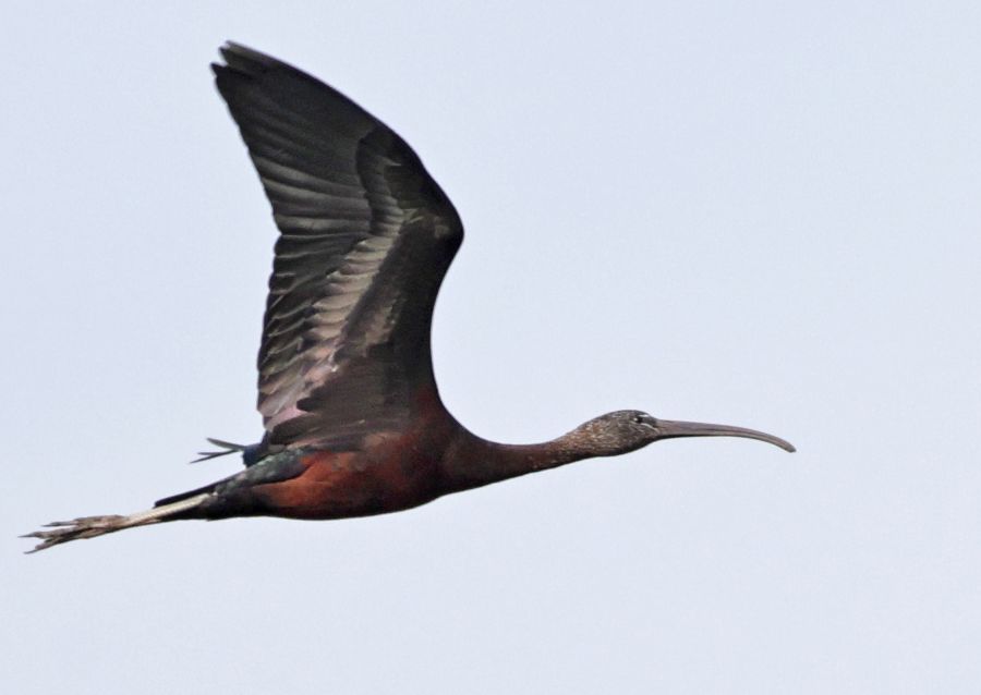 Ibis falcinelle