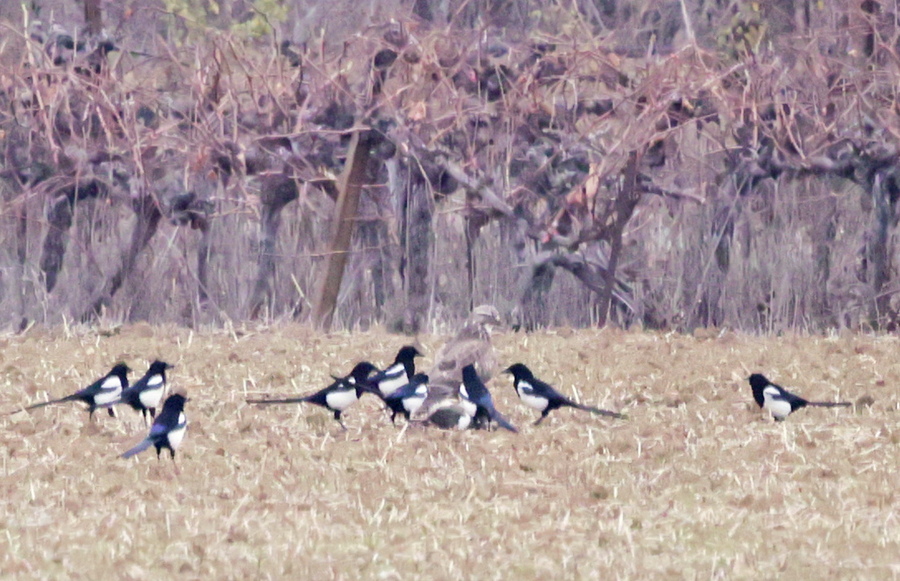 Pies bavardes, Buse variable et lapin