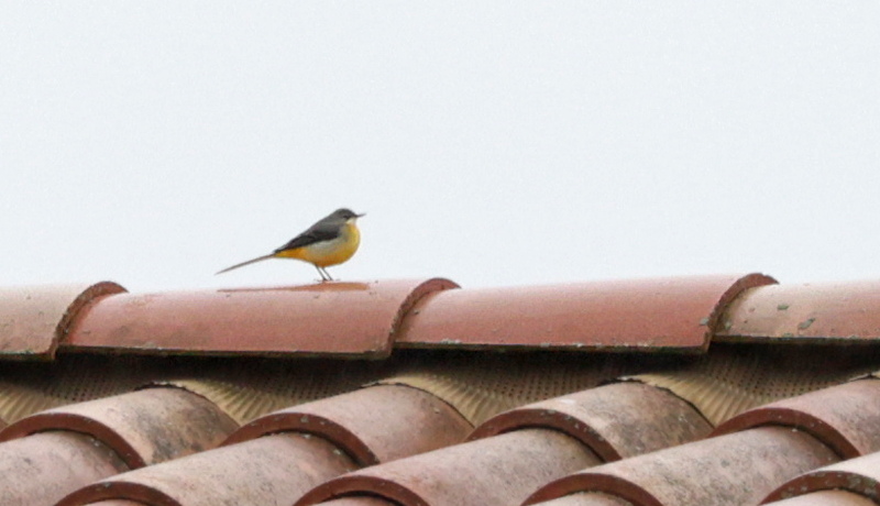 Bergeronnette des ruisseaux