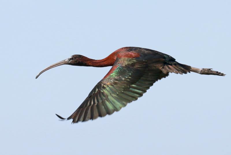 Ibis falcinelle