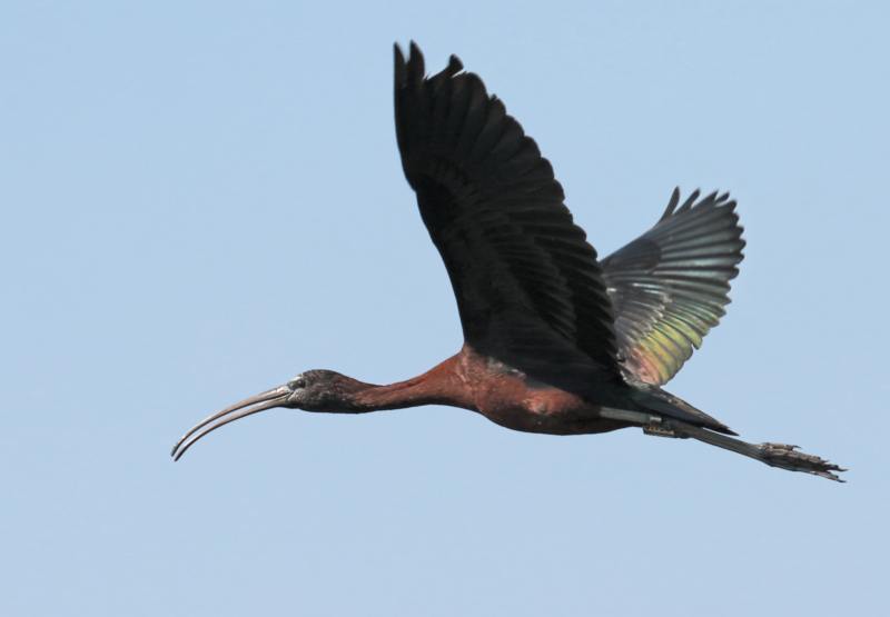 Ibis falcinelle