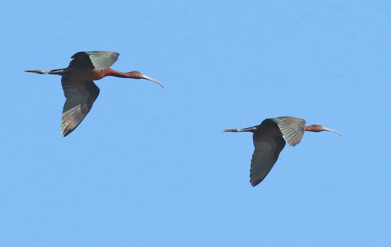 Ibis falcinelles