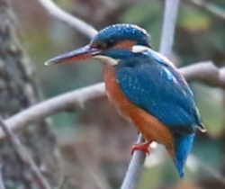 Martin pêcheur