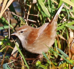 Bouscarle de Cetti