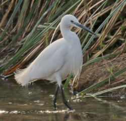 Aigrette Garzette