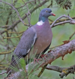 Pigeon ramier