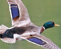Canard colvert