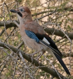 Hirondelle rustique