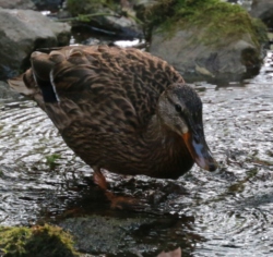 Canard colvert femelle