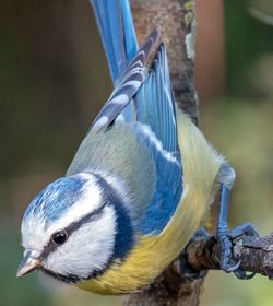 Mésange bleue