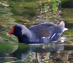 Gallinule poule d'eau