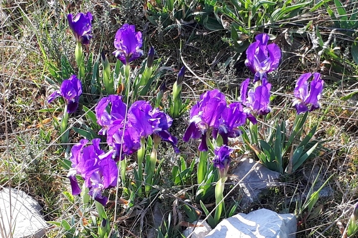 Iris des garrigues