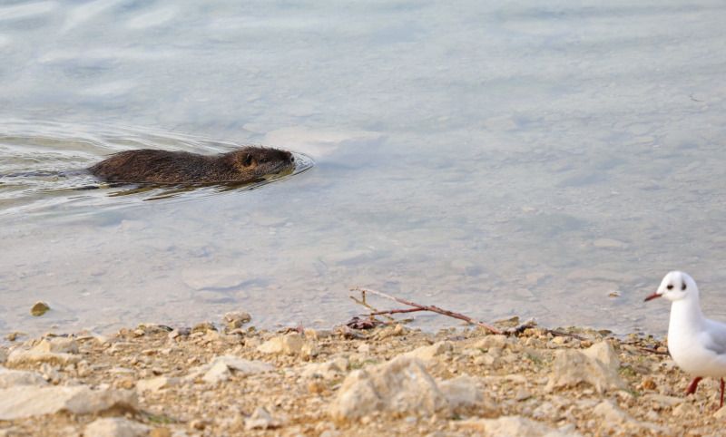 Ragondin sur le lac du Crès