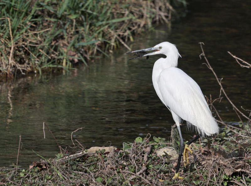 Aigrette garzette