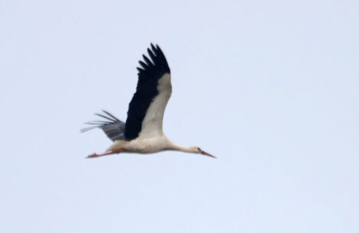 Cigogne blanche