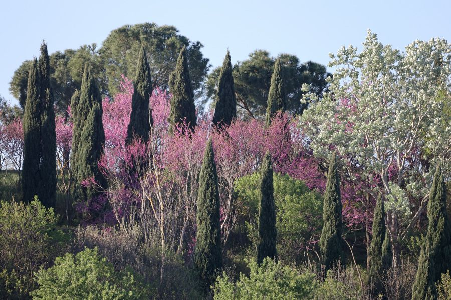 Arbres de Judée au-dessus du lac du Crès