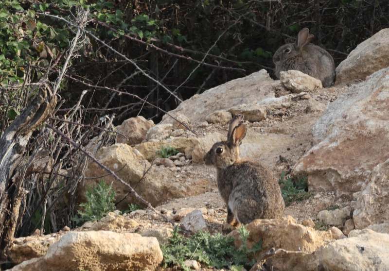 Lapin de garenne