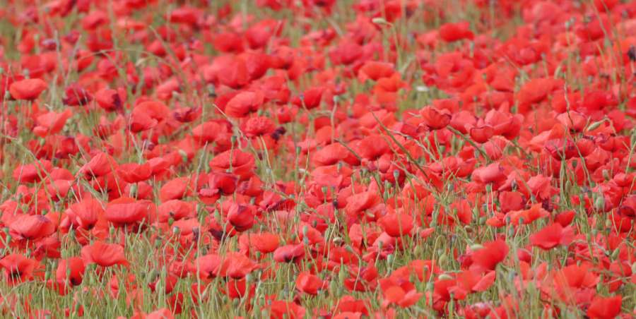 Champ de coquelicots