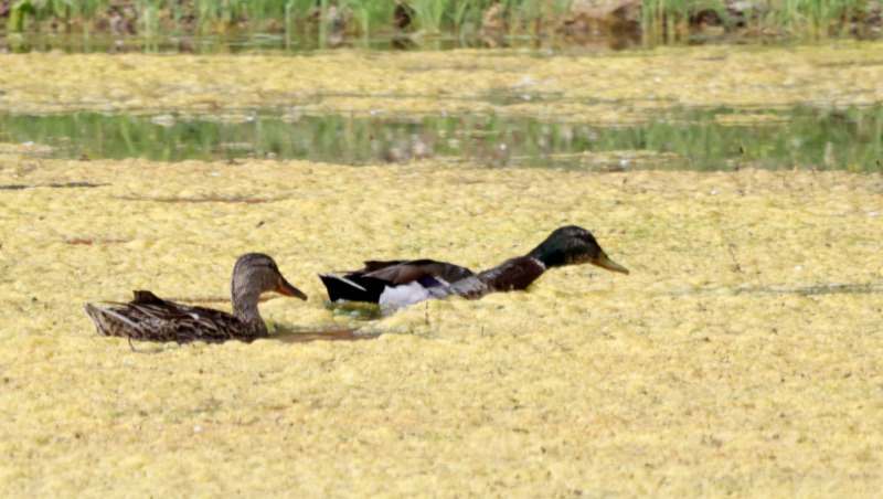 Canards colverts d'origine domestique