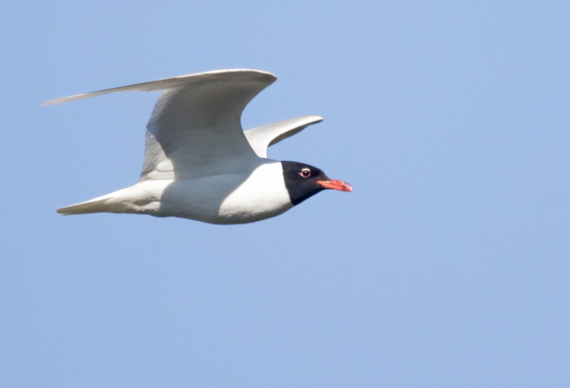 Mouette mélanocéphale