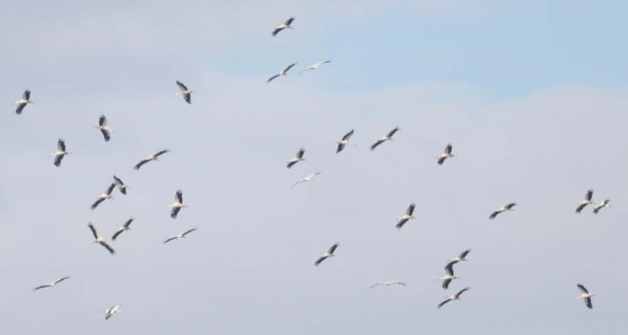 Cigognes blanches