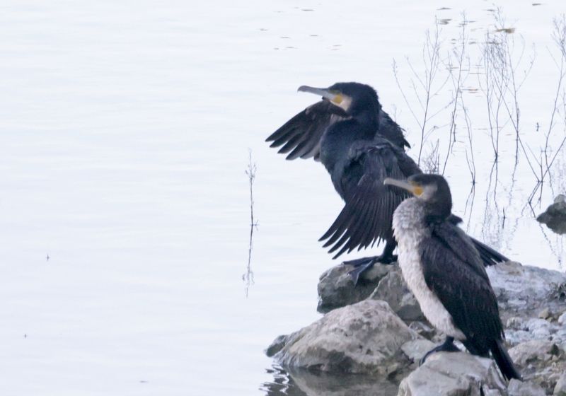 Grand Cormoran