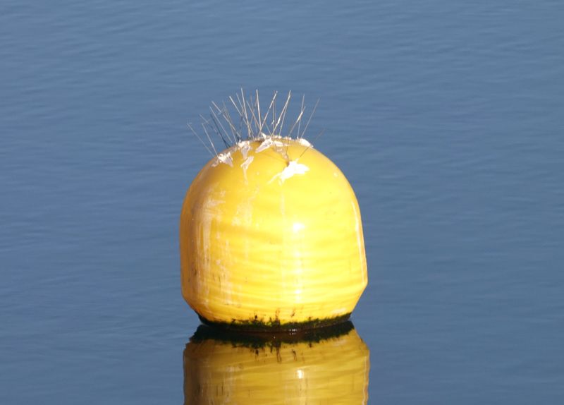 Bouée sur le lac du Crès