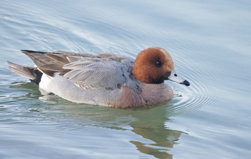 Canard siffleur