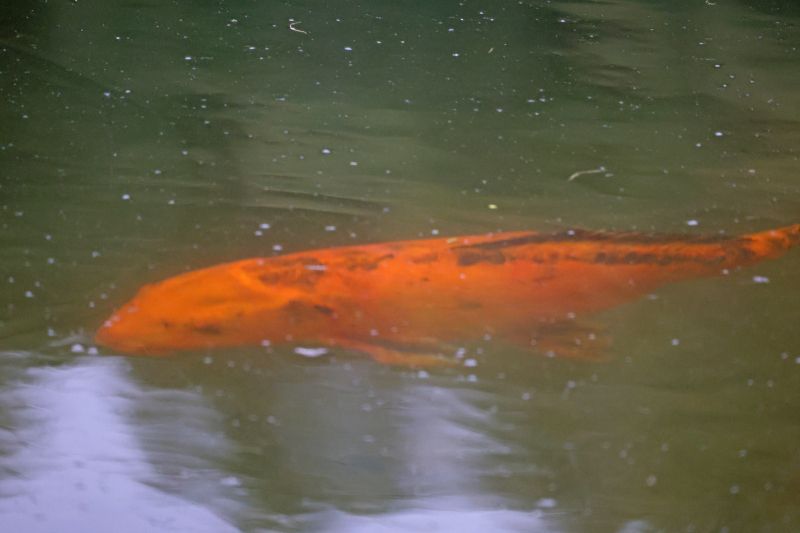 carpe koï