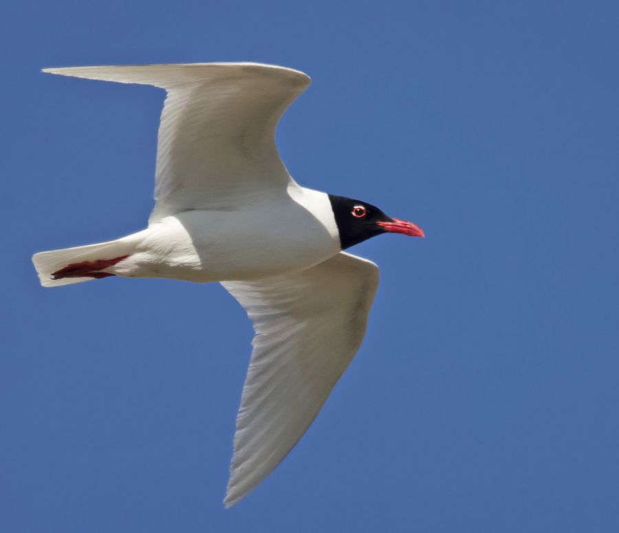 Mouette mélanocéphale