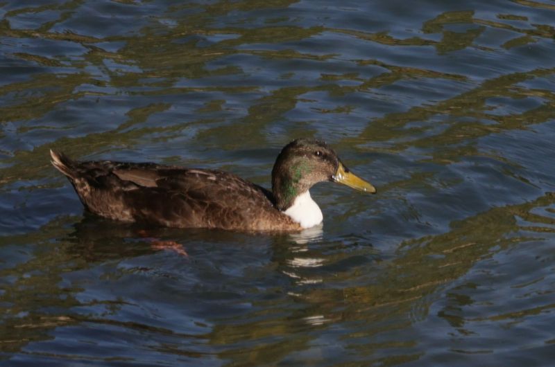 Canard colvert