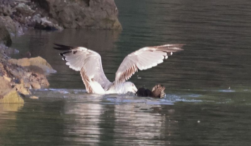 Goéland leucophée attaquant un canard