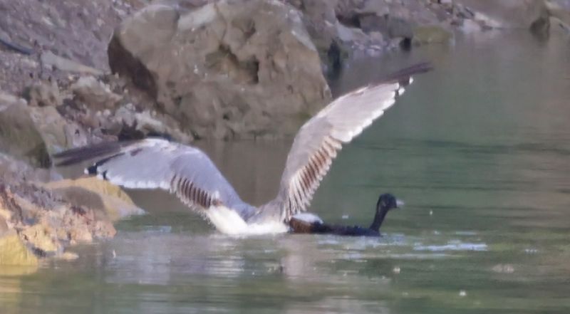 Goéland leucophée attaquant un canard
