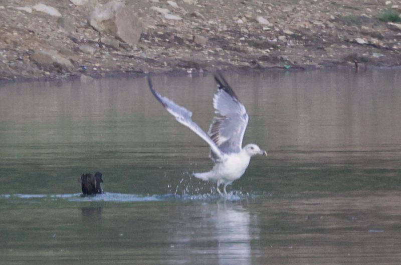 Goéland leucophée s'éloignat du canard canard