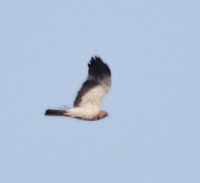 Aigle botté