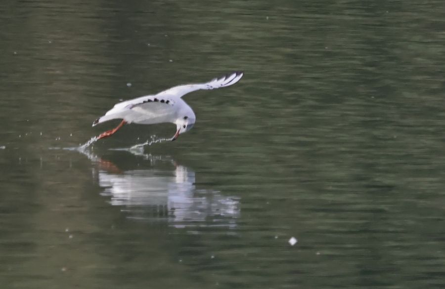 Mouette rieuse