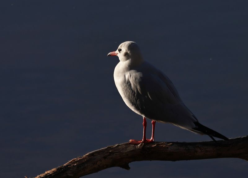 Mouette rieuse