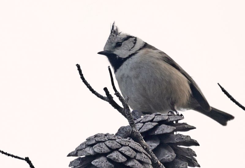 Mésange huppée