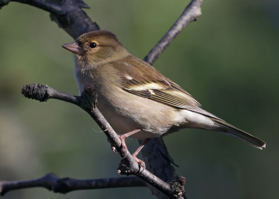 Pinson des arbres femelle
