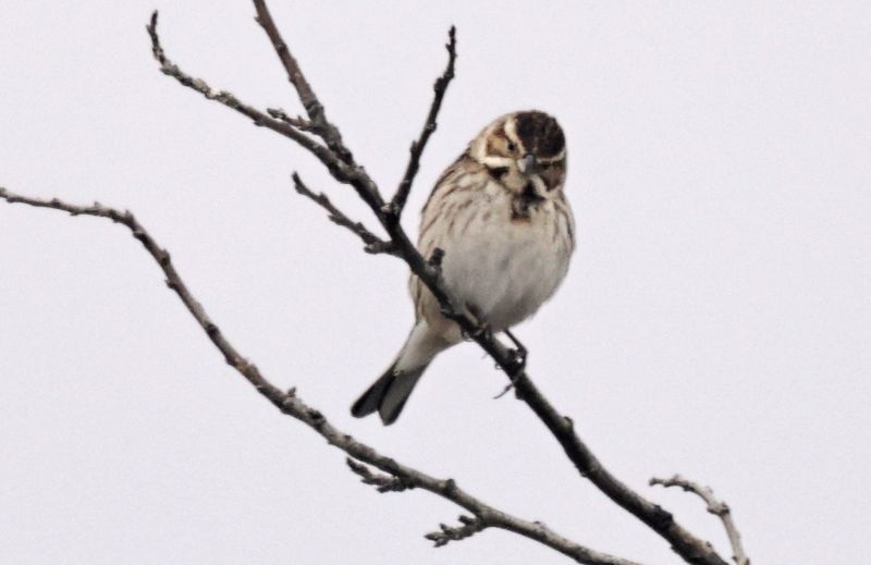 Bruant des roseaux