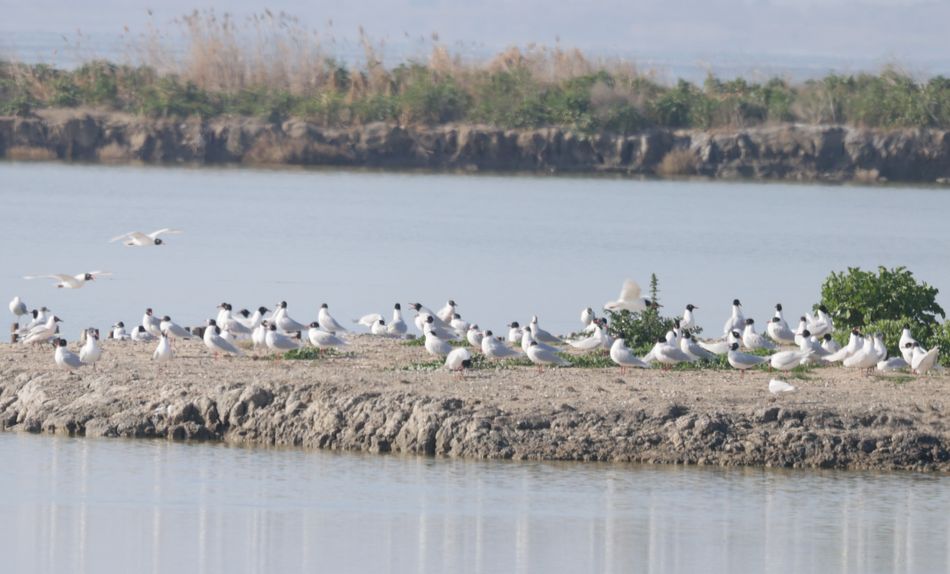 Mouette mélanocéphale