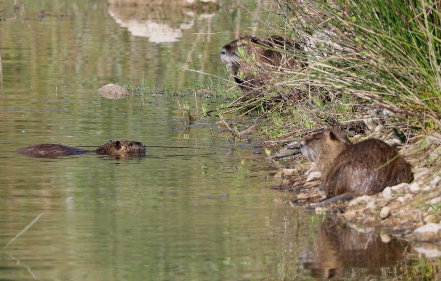 Famille de Ragondins