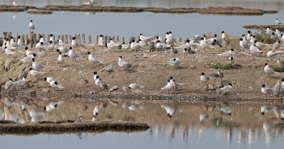 Mouette mélanocéphale