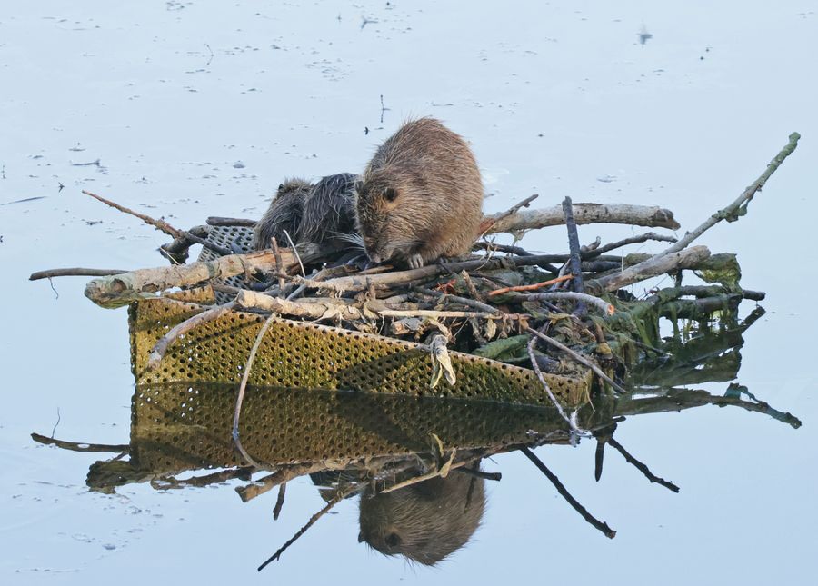 Famille de Ragondins